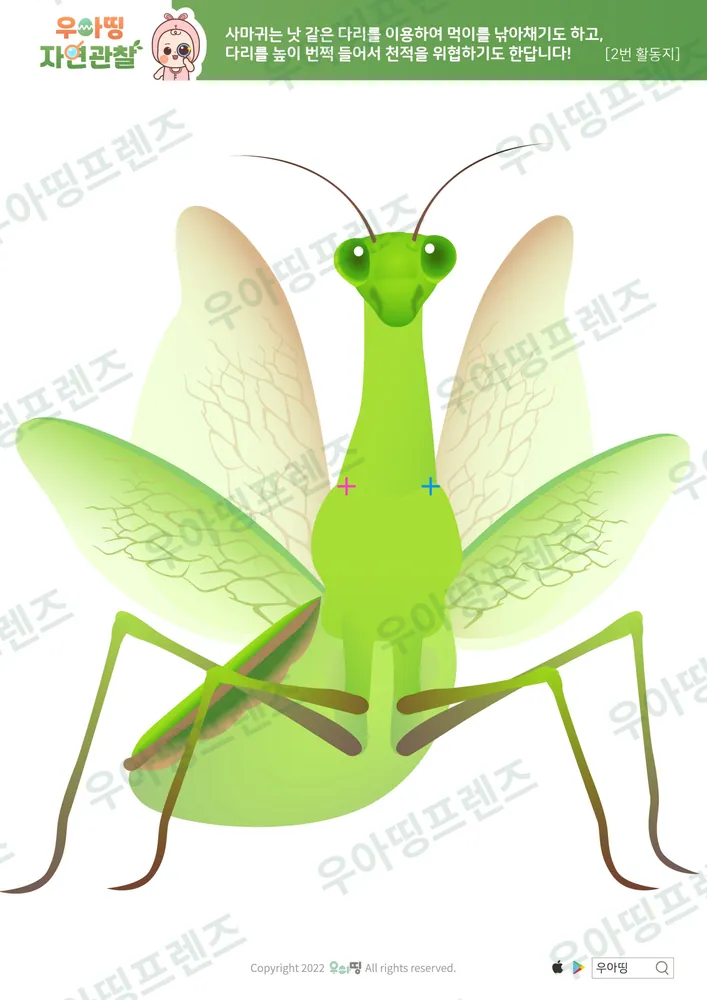 사마귀 자연관찰 워크북 도안 6쪽