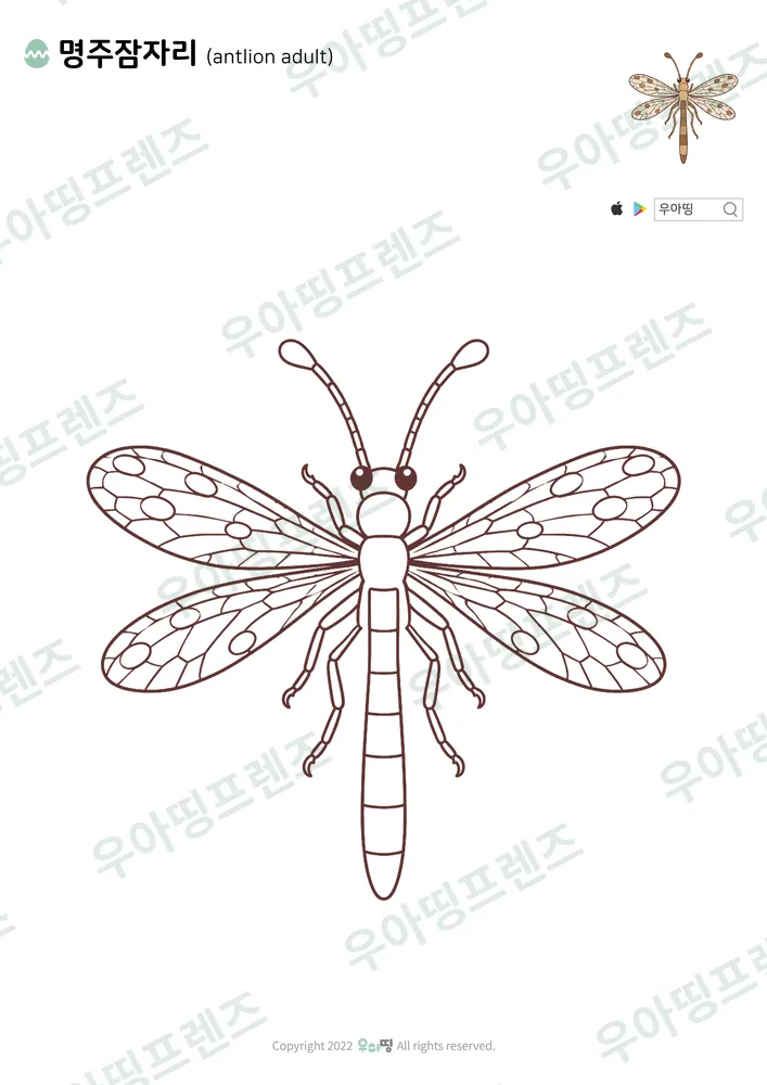 명주잠자리 색칠공부 도안