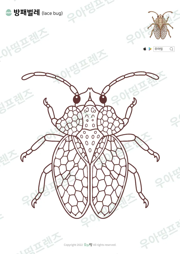 방패벌레 색칠공부 도안