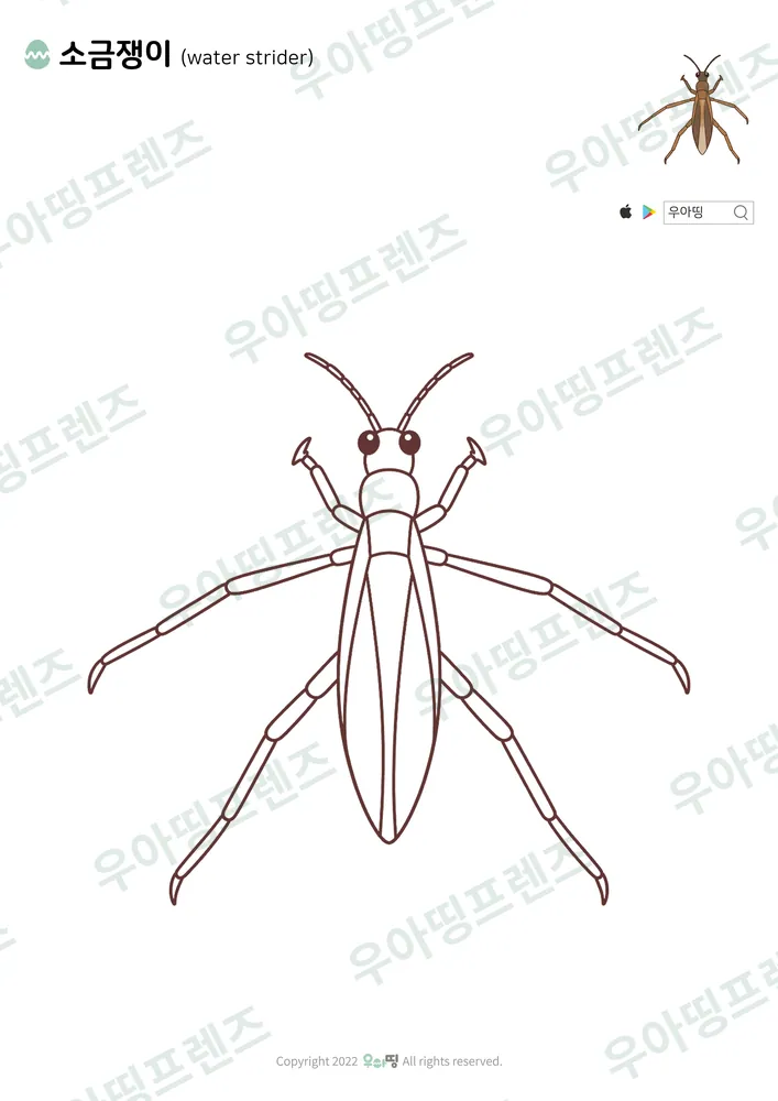 소금쟁이 색칠공부 도안
