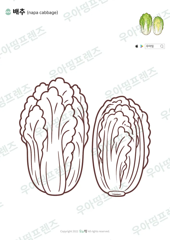 배추 색칠공부 도안