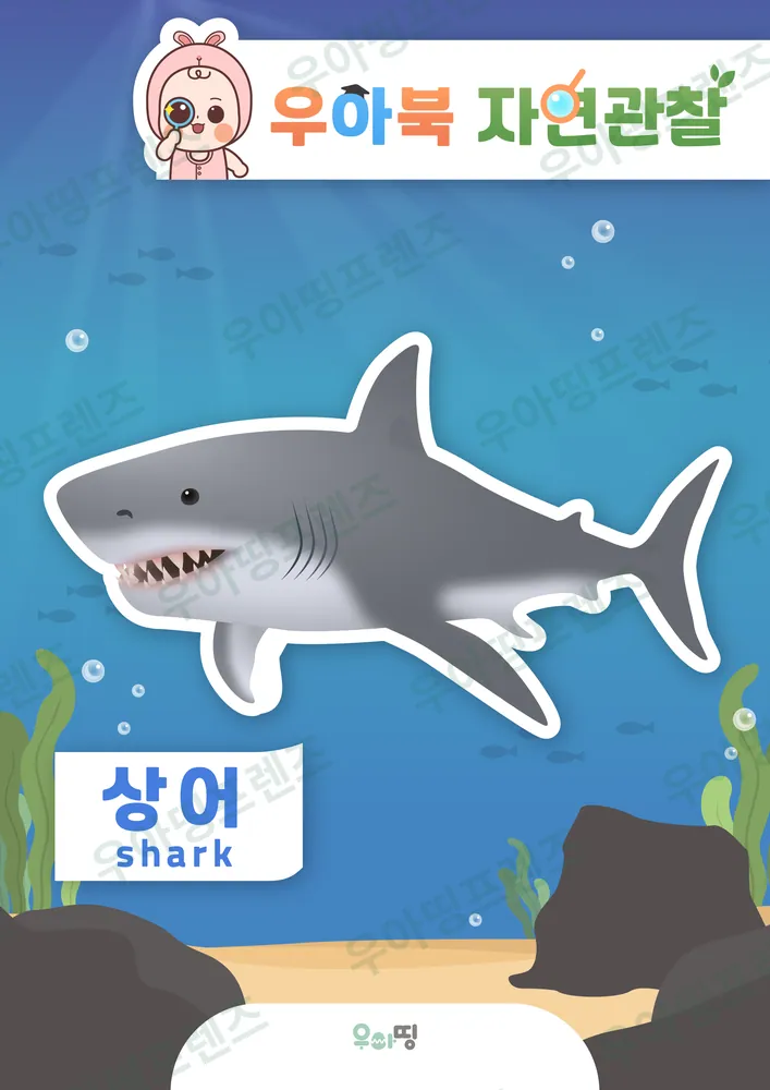 상어 자연관찰 워크북 미리보기