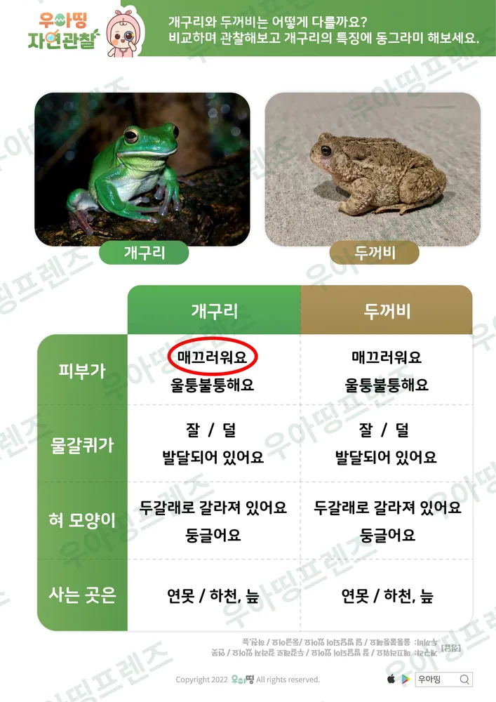 개구리 자연관찰 워크북 도안 2쪽