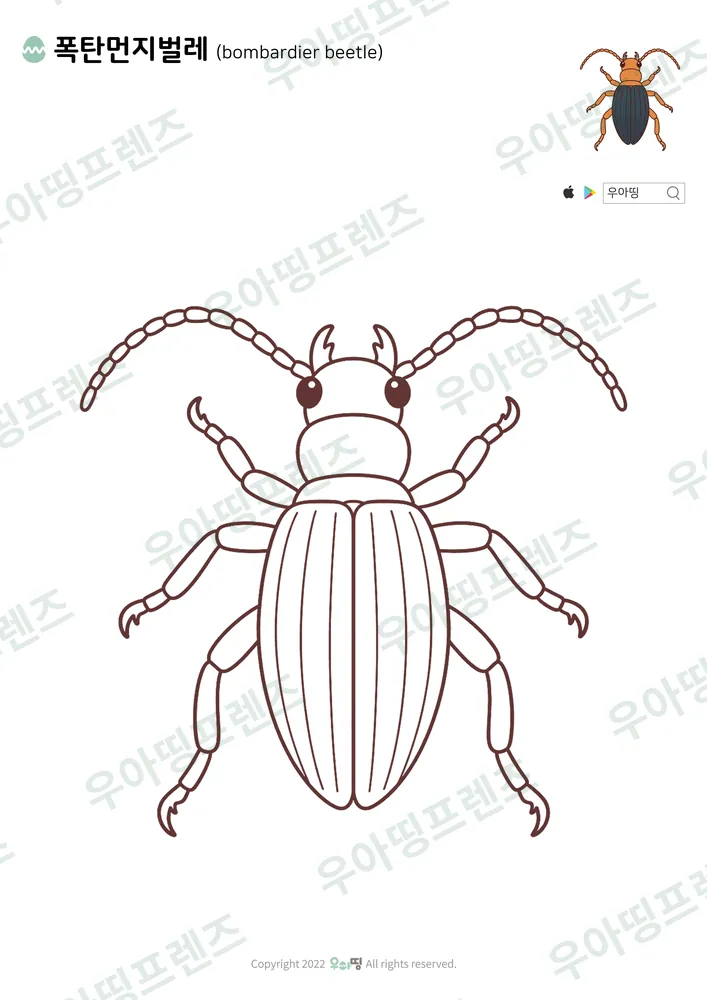 폭탄먼지벌레 색칠공부 도안