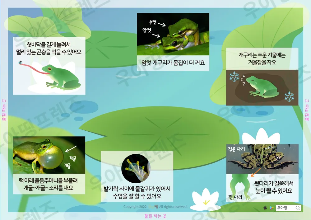 개구리 자연관찰 워크북 도안 4쪽