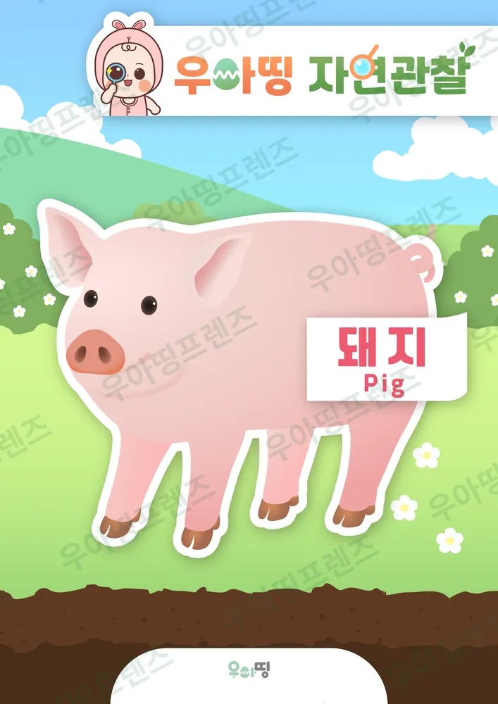 돼지 자연관찰 워크북 미리보기