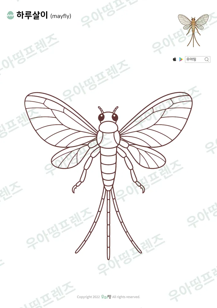 하루살이 색칠공부 도안