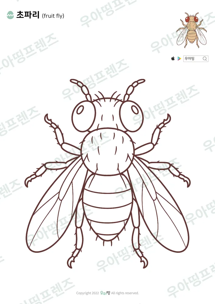 초파리 색칠공부 도안