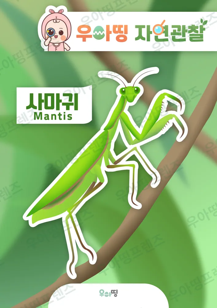 사마귀 자연관찰 워크북 미리보기