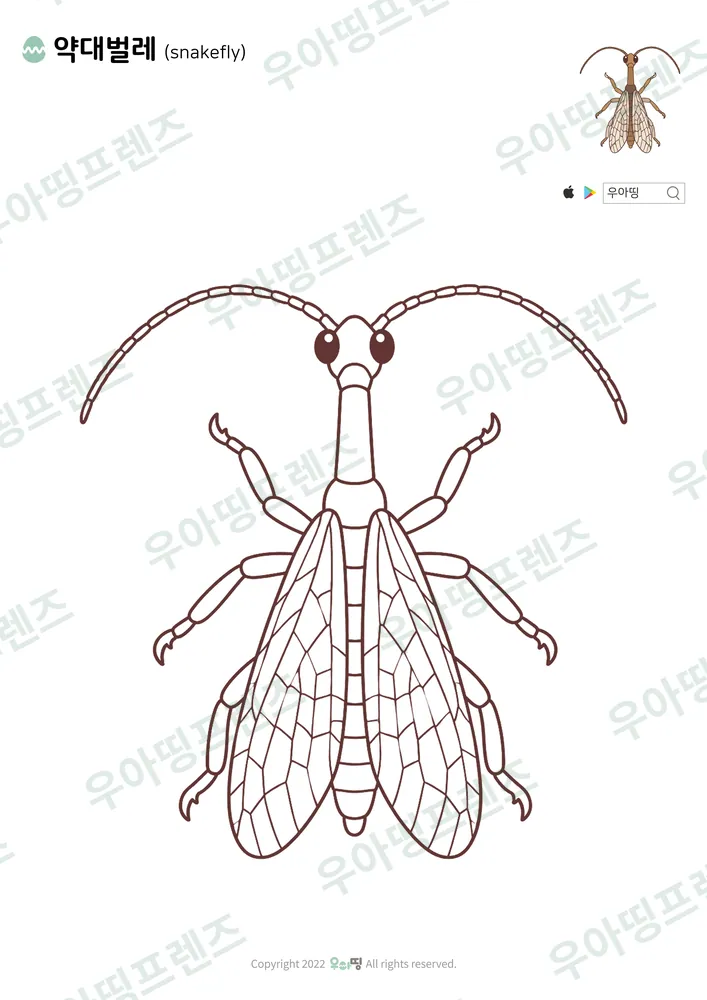약대벌레 색칠공부 도안