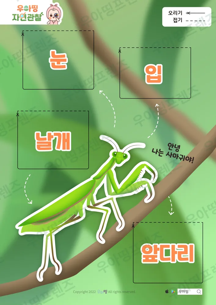 사마귀 자연관찰 워크북 도안 2쪽