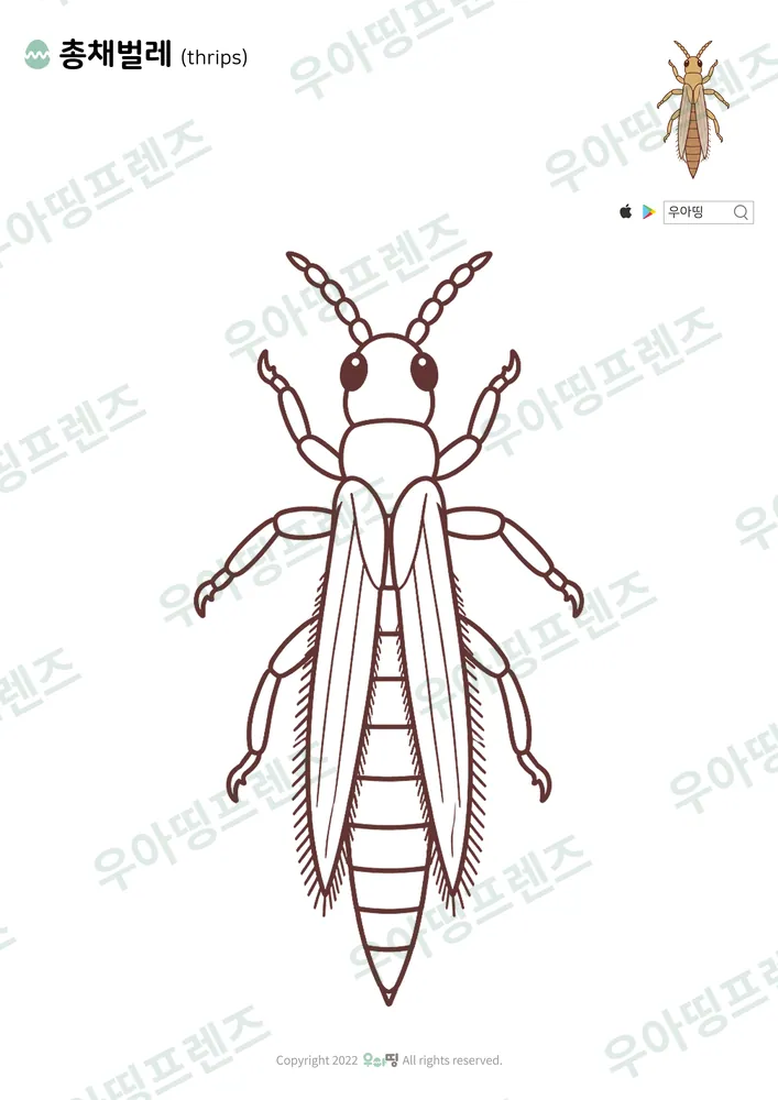 총채벌레 색칠공부 도안