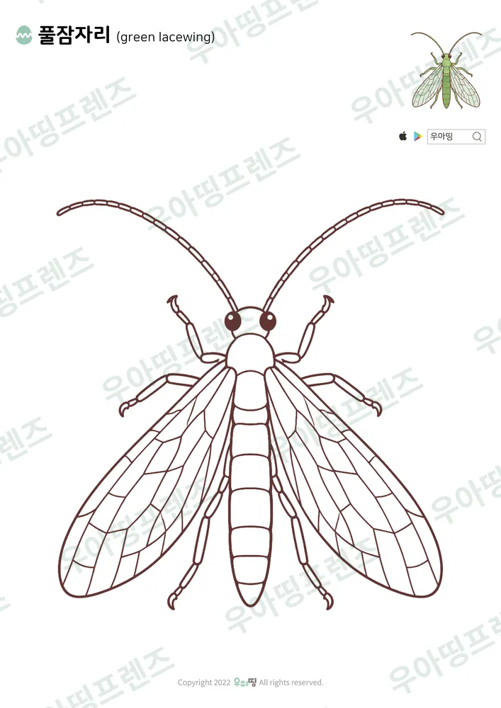 풀잠자리 색칠공부 도안