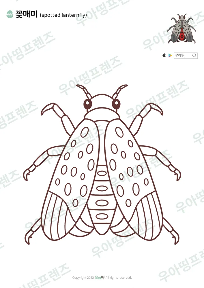 꽃매미 색칠공부 도안