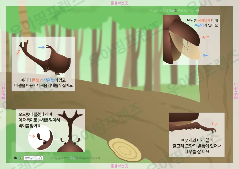 장수풍뎅이 자연관찰 워크북 도안 3쪽