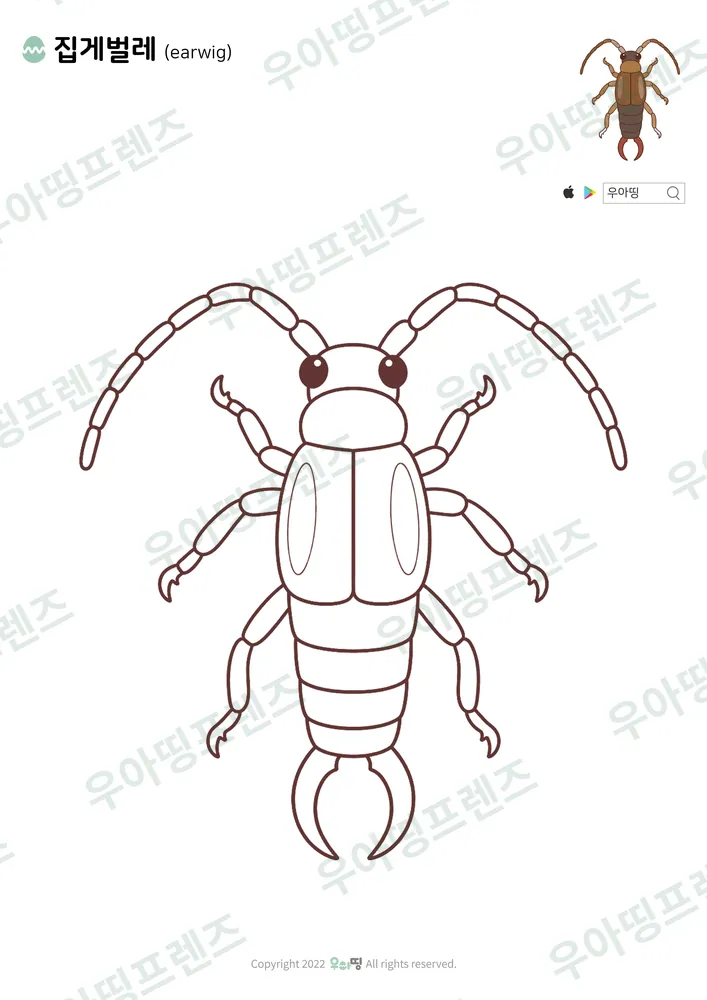 집게벌레 색칠공부 도안