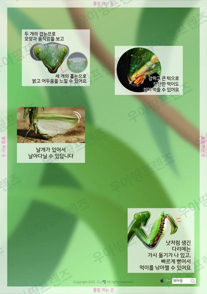사마귀 자연관찰 워크북 도안 3쪽