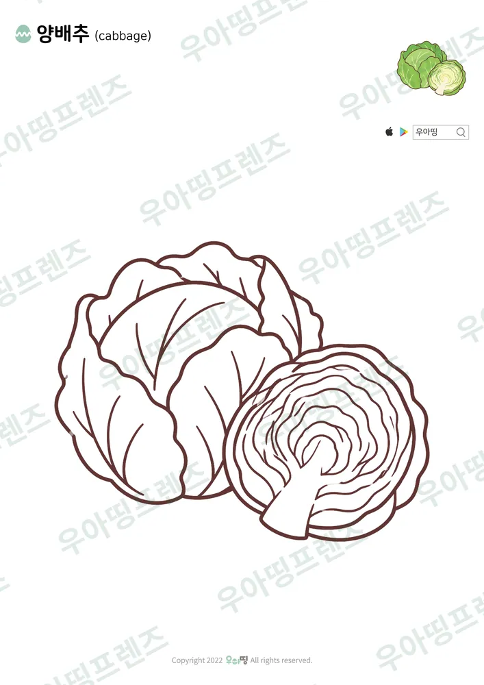양배추 색칠공부 도안