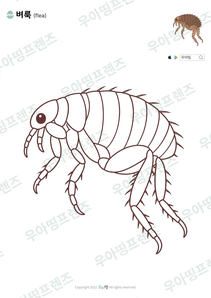 벼룩 색칠공부 도안