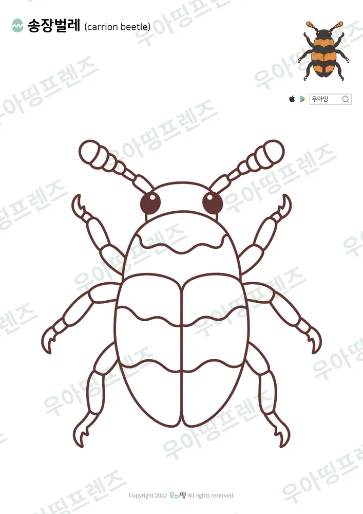 송장벌레 색칠공부 도안