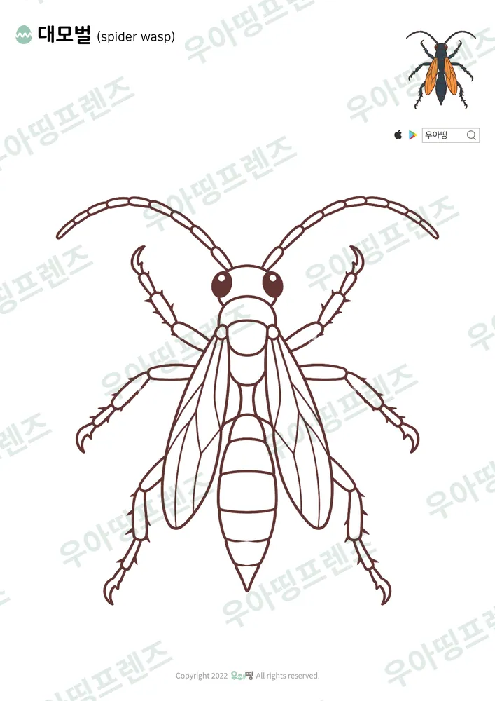 대모벌 색칠공부 도안