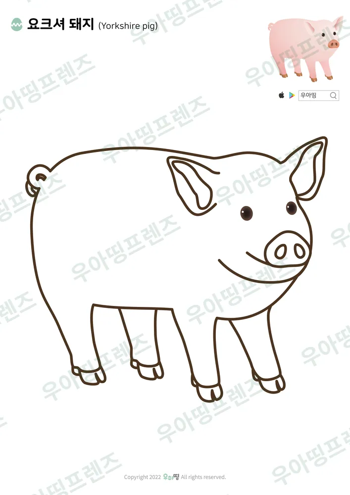 요크셔 돼지 색칠공부 도안 미리보기