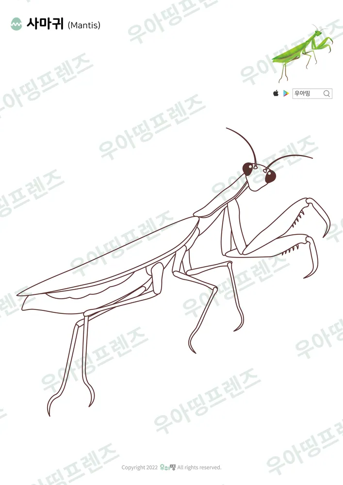 사마귀 색칠공부 도안 미리보기