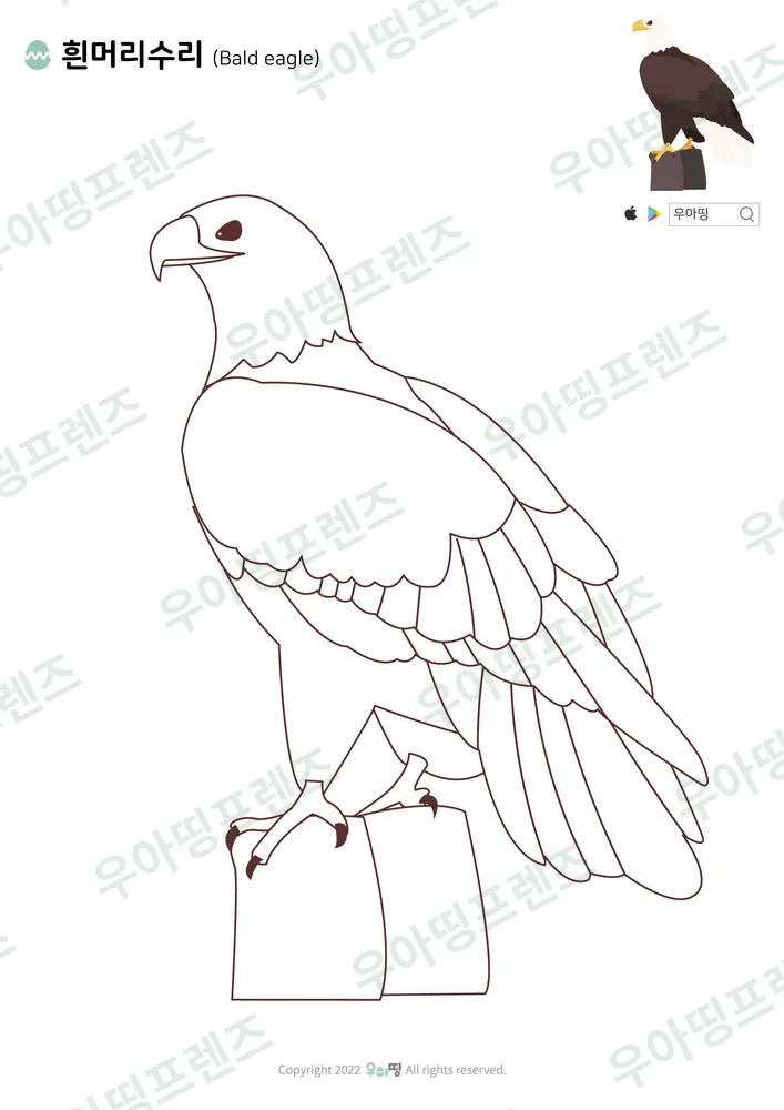 흰머리수리 색칠공부 도안 미리보기