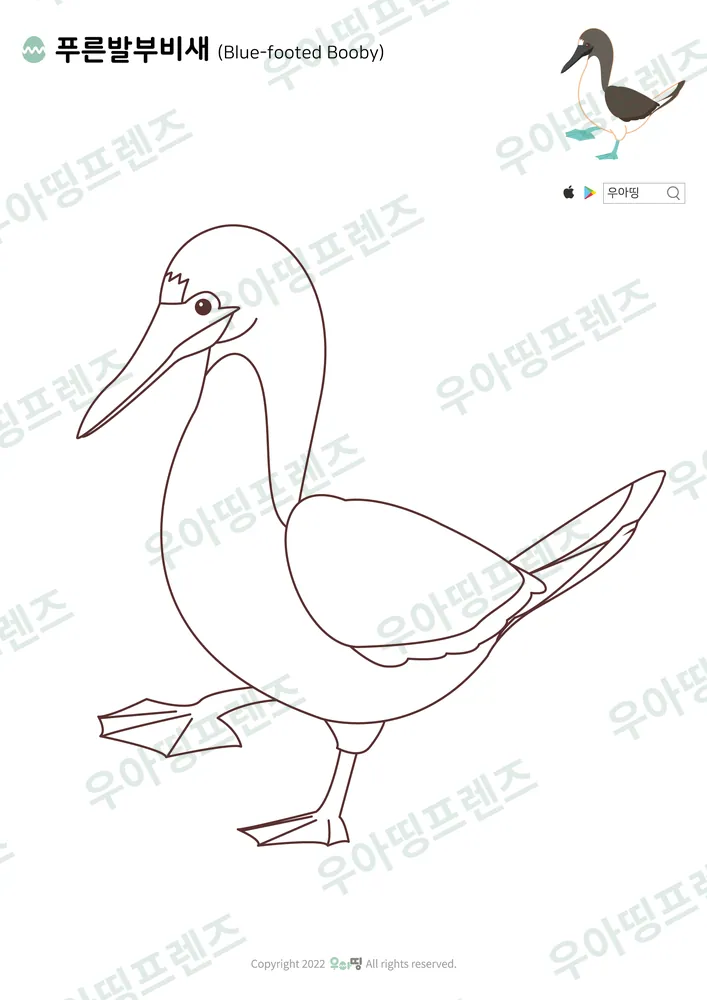 푸른발부비새 색칠공부 도안 미리보기