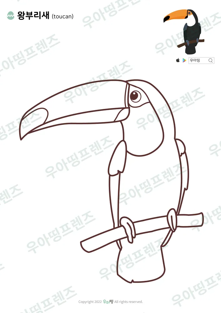 왕부리새 색칠공부 도안 미리보기