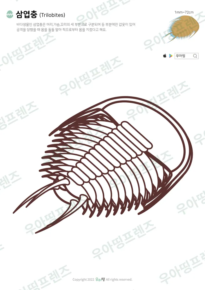 삼엽충 색칠공부 미리보기