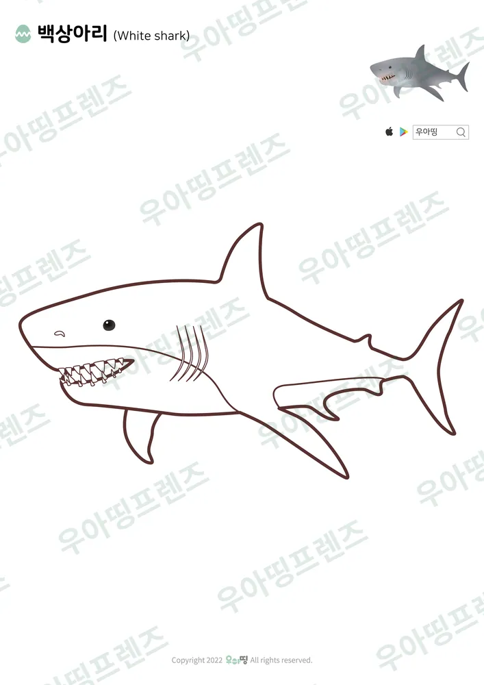 백상아리 색칠공부 도안 미리보기