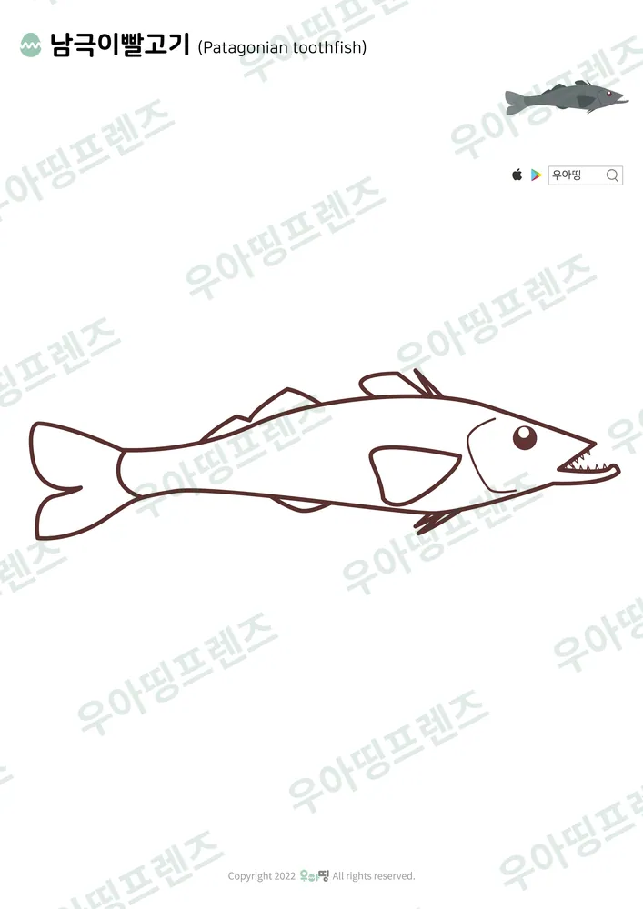 남극이빨고기 색칠공부 도안 미리보기