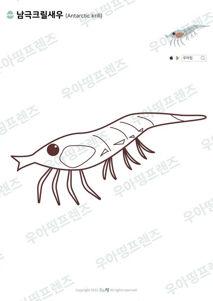 남극크릴새우 색칠공부 도안 미리보기