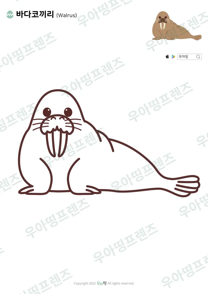 바다코끼리 색칠공부 도안 미리보기
